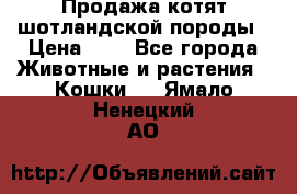 Продажа котят шотландской породы › Цена ­ - - Все города Животные и растения » Кошки   . Ямало-Ненецкий АО